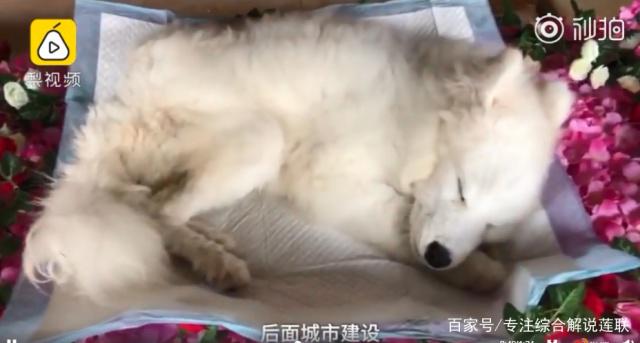 新奇!为做宠物殡葬师,曾卖掉房子!为什么还表示:会一直做下去 新奇!为做宠物殡葬师,曾卖掉房子!为什么还表示:会一直做下去