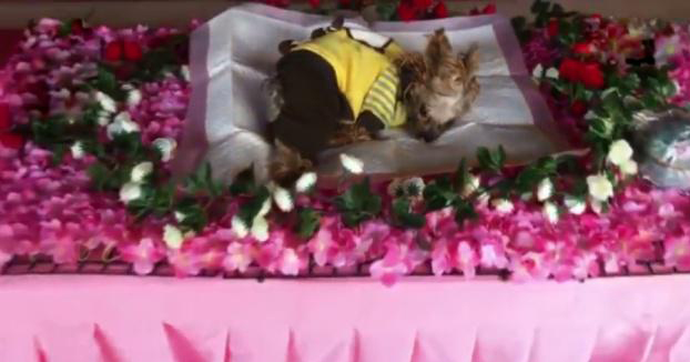 新奇!为做宠物殡葬师,曾卖掉房子!为什么还表示:会一直做下去 新奇!为做宠物殡葬师,曾卖掉房子!为什么还表示:会一直做下去