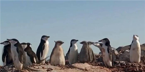 1591950258864536.jpg 44.jpg