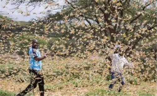 1591950306775651.jpg 88.jpg